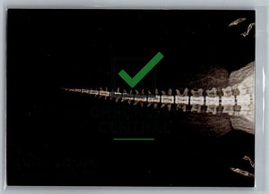 2024 Topps Allen & Ginter X-Rayd Beaver Tail #XR-3