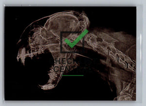 2024 Topps Allen & Ginter X-Rayd Bobcat #XR-8