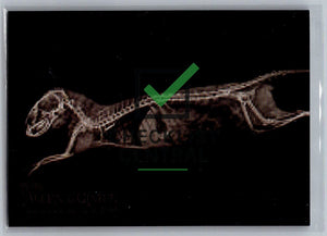 2024 Topps Allen & Ginter X-Rayd Dwarf Mongoose #XR-14