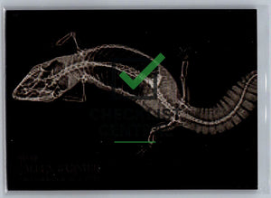 2024 Topps Allen & Ginter X-Rayd Fat-Tailed Gecko #XR-15