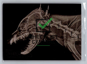 2024 Topps Allen & Ginter X-Rayd African Painted Dog #XR-19