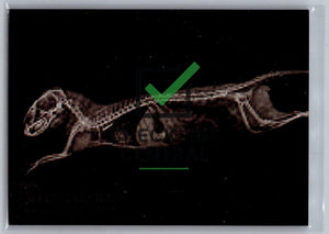 2024 Topps Allen & Ginter X-Rayd Dwarf Mongoose #XR-14